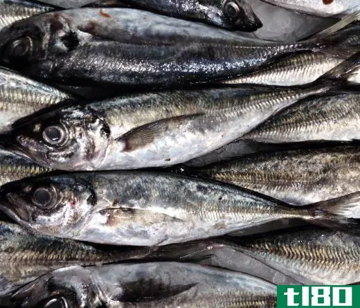 Sardines are often canned in oil.