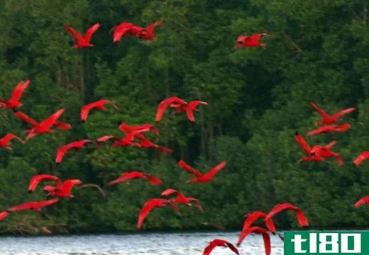 Scarlet ibises may be found along estuaries.