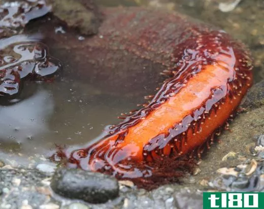 A sea slug is colloquially known as the sea cucumber.