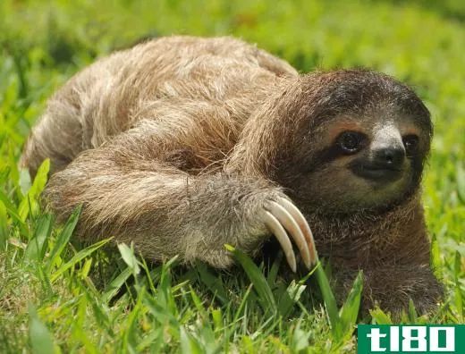 Sloths are identified as having either two or three toes.