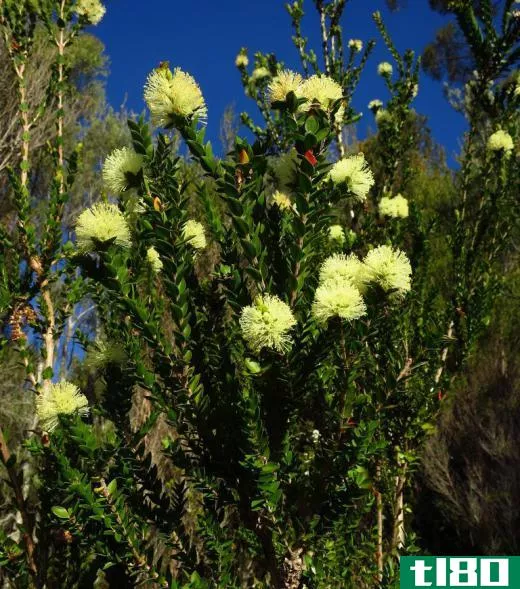 The term "tea tree" can be used to refer to plants in the Melaleuca genus.