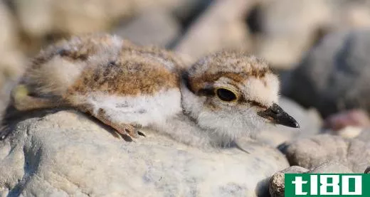 Baby ringed plovers will hatch about a month after their eggs are laid.