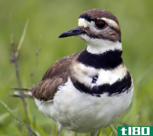 Ringed plovers are small wading birds that are native to the northern hemisphere.