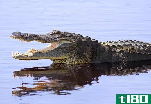 Alligator in a swamp.