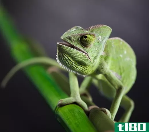 A veiled chameleon has a life span of around five to eight years.