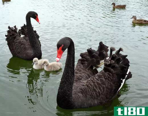 The chicks of the black swan species, which us native to Australia, resemble those of other swan species.