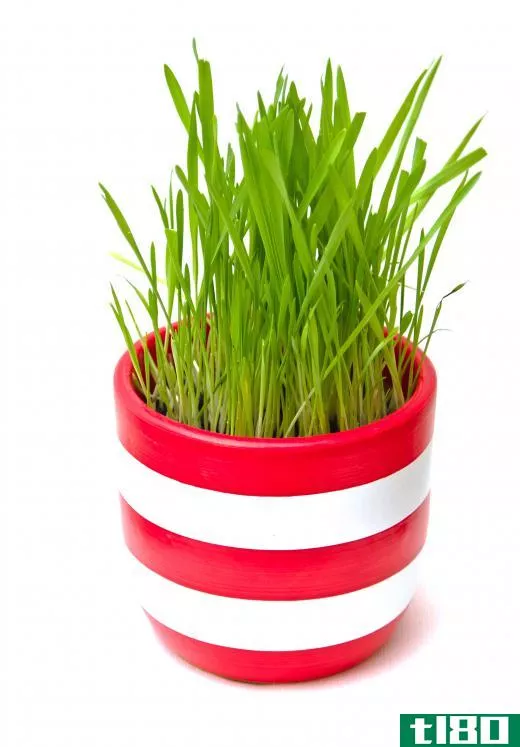Cat owners can plant their own cat grass in a container.