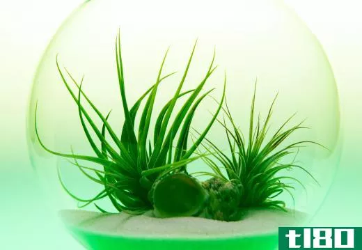 This terrarium simulates a desert environment.