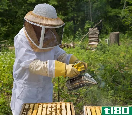 Antibiotics used by beekeepers may contribute to colony collapse disorder.