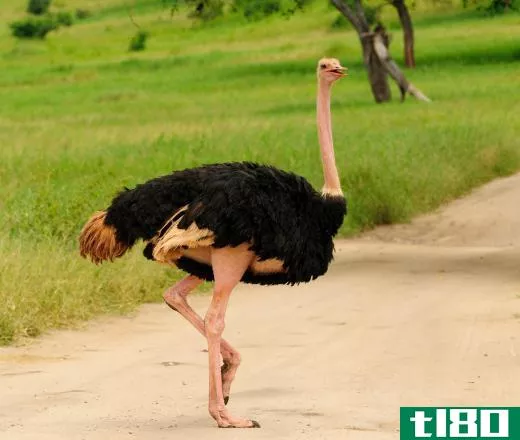 Ostriches are the largest known living birds.