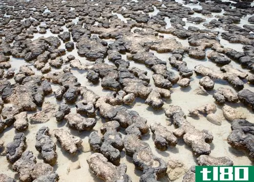 Stromatolites, which are fossilized mounds of layered algal mat and sediment, are the most common form of bindstone.