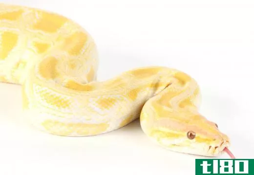 Common types of albino snakes include Burmese pythons.