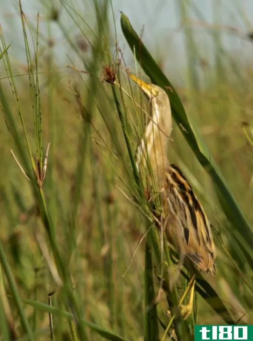 Often found in marshland and other water areas, the bittern is a bird in the heron family.