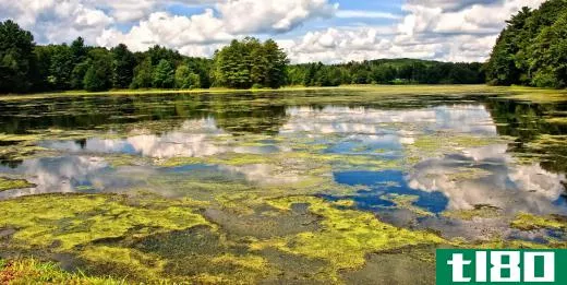 Blue-green algae on a lake.