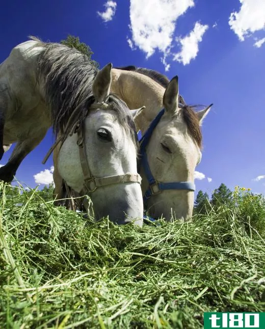 Some people involved in animal husbandry may specialize in horses.