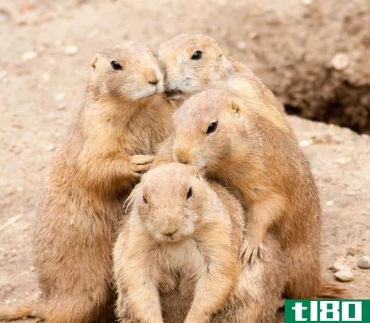 Prairie dogs are native to grassland environments.