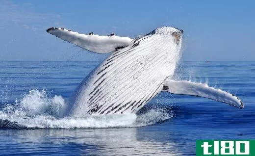 Humpback whales were still killed by some countries after the US declared them protected.