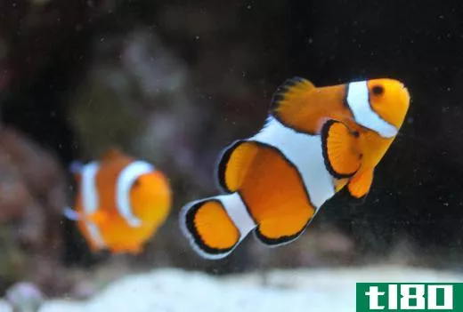 The clownfish is immune to sea anemone poison and feeds on the crumbs of its host anemone's meals.
