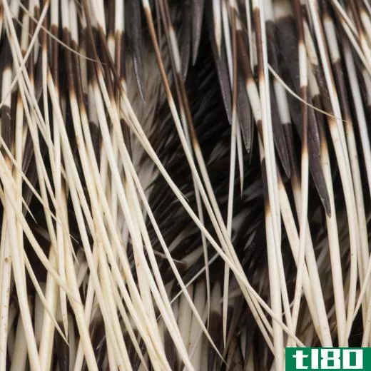 The quills of porcupines are modified hair shafts that evolved as a defense against predators.
