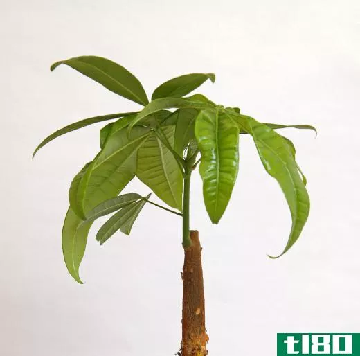 A Pachira aquatica, or money tree plant.