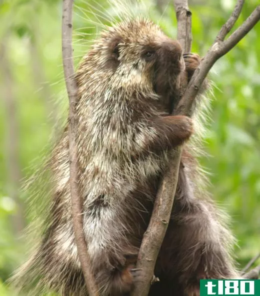 Porcupines are a type of rodent.