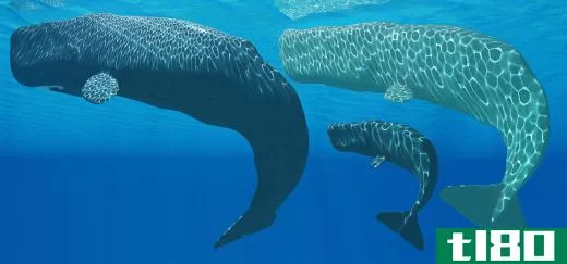 Sperm whales are the largest carnivores alive.