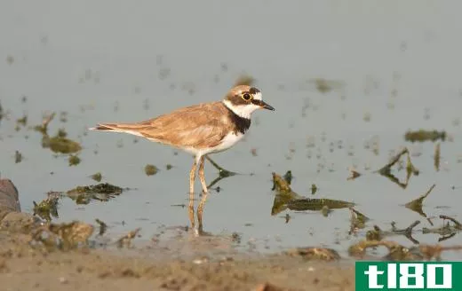 Ringed plovers can be found on the coasts and beaches of Canada and Eurasia.