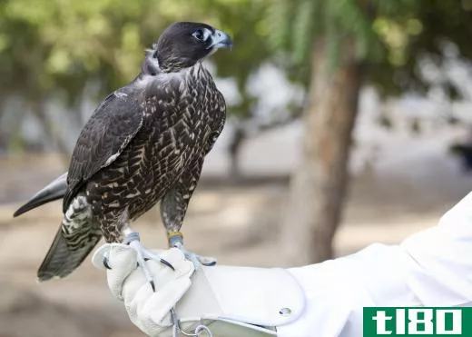 Traditionally, identifying threads were used to keep track of birds used in falconry.