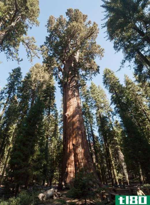 Now found only in California, giant sequoia trees are an example of a paleoendemic species, as they once grew throughout North America.
