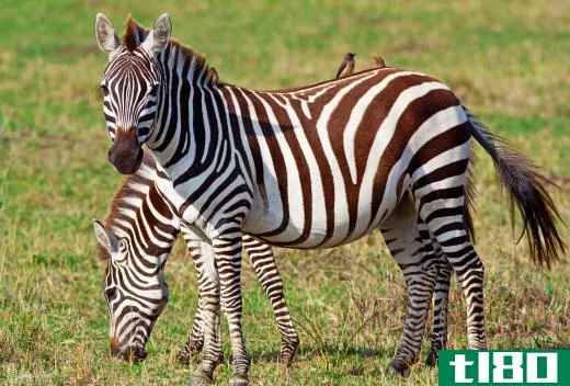 Zebras are striped equids that are native to Africa.