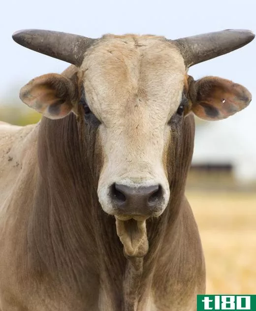 Andalusian horses are used in bullfighting.