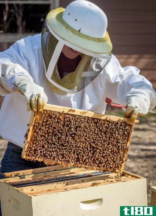 A hive of bees will only have one egg-laying member, and it'll be the queen.