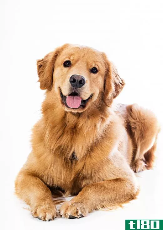 Canine myasthenia gravis commonly affects Golden Retrievers.