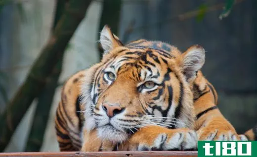 Tigers are generally orange with black stripes.