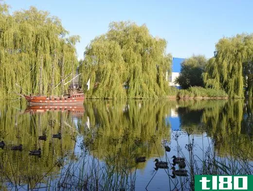 Willow trees are known for their long, trailing branches.