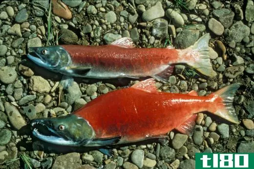 Female (top) and male (bottom) sockeye salmon become bright red during spawning season.