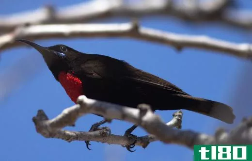 The hunter's sunbird is black with a red breast.