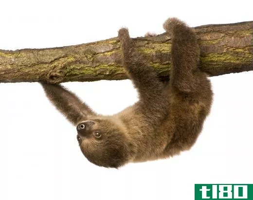 The name sloth has come to suggest laziness or slowness.