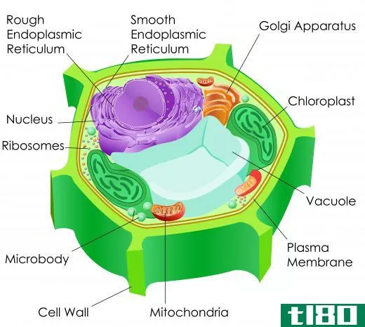 Chlorophyll is contained within plant cells in the chloroplasts.