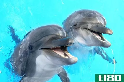Dolphins prey upon Spanish mackerel.