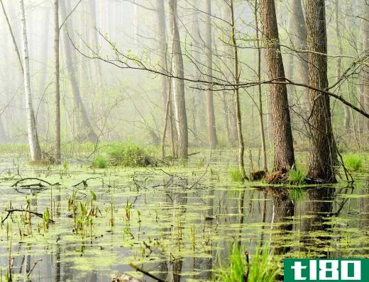 A swamp is made of of both terrestrial and aquatic environments.