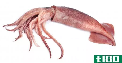 Squid are marine animals that are found in oceans all over the world.