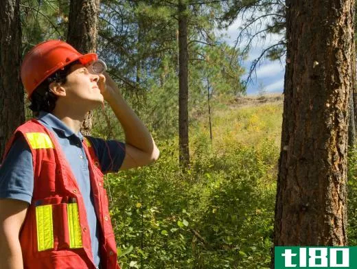 Someone with an interest in arboriculture may become a forester or work in forestry management.