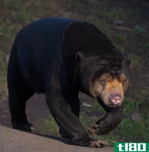 Sun bears can be found in the rainforests of Southeast Asia.