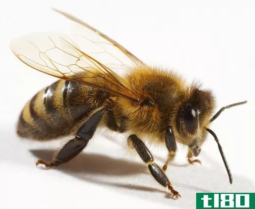 A bee.