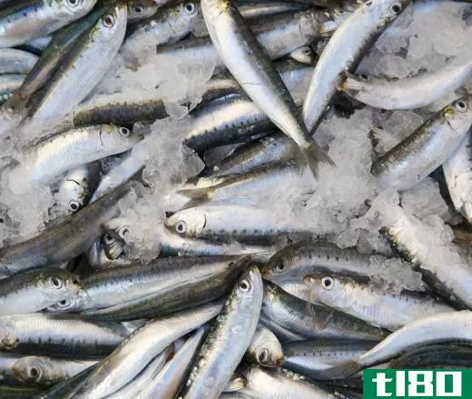 Spanish mackerels often eat small fish like sardines.