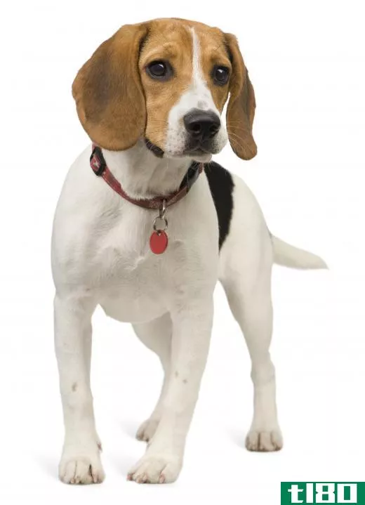 Beagles are often used as scent hounds.