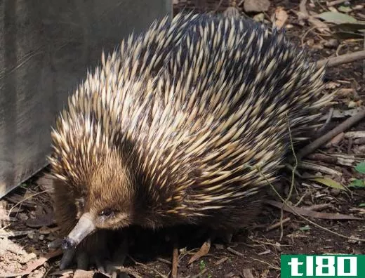 Echidnas, which are egg laying mammals in the order Monotremata, usually make their homes under logs and bushes.