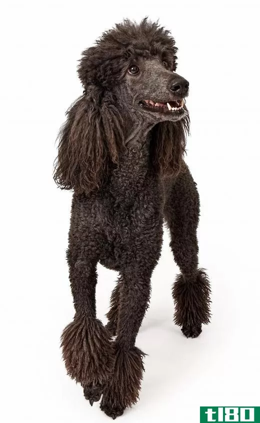 A Standard Poodle can weigh up to 65 pounds.