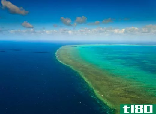 The Great Barrier Reef is often called the world's largest organism.
